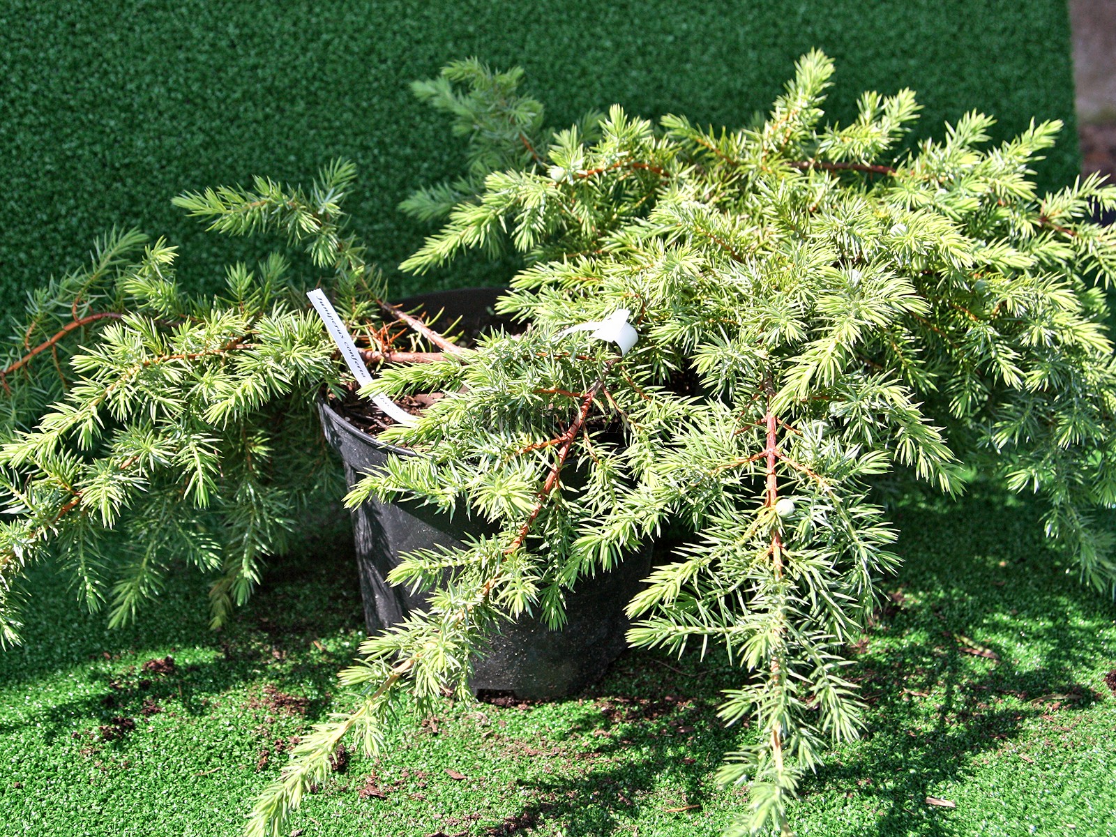 Можжевельник прибрежный Шлягер, Juniperus conferta Schlager - Фото №2